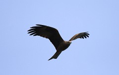 Schwarzmilan, Milvus migrans (9)