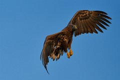 Seeadlder, Haliaeetus albicilla (1)