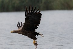 Seeadlder, Haliaeetus albicilla (10)
