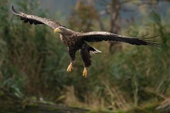 Seeadlder, Haliaeetus albicilla (11)