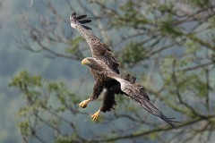 Seeadlder, Haliaeetus albicilla (12)