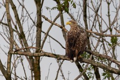 Seeadlder, Haliaeetus albicilla (13)