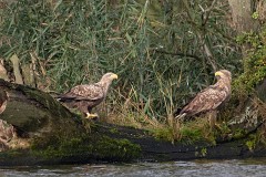 Seeadlder, Haliaeetus albicilla (14)