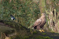 Seeadlder, Haliaeetus albicilla (15)
