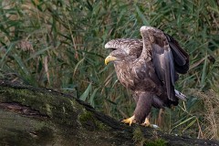 Seeadlder, Haliaeetus albicilla (16)