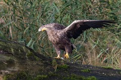 Seeadlder, Haliaeetus albicilla (17)