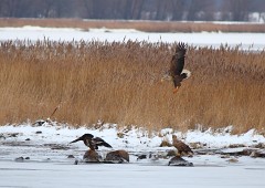 Seeadlder, Haliaeetus albicilla (18)