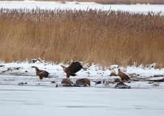 Seeadlder, Haliaeetus albicilla (19)