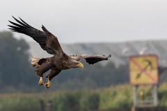 Seeadlder, Haliaeetus albicilla (2)