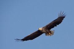 Seeadlder, Haliaeetus albicilla (20)