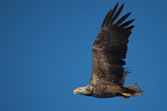 Seeadlder, Haliaeetus albicilla (23)