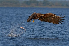 Seeadlder, Haliaeetus albicilla (24)