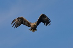 Seeadlder, Haliaeetus albicilla (25)