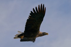 Seeadlder, Haliaeetus albicilla (26)