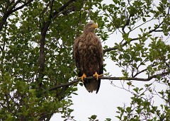 Seeadlder, Haliaeetus albicilla (27)