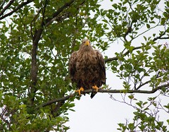 Seeadlder, Haliaeetus albicilla (28)