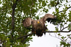Seeadlder, Haliaeetus albicilla (29)