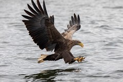 Seeadlder, Haliaeetus albicilla (3)