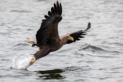 Seeadlder, Haliaeetus albicilla (4)