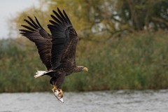 Seeadlder, Haliaeetus albicilla (5)