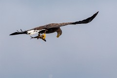Seeadlder, Haliaeetus albicilla (6)