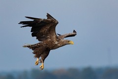 Seeadlder, Haliaeetus albicilla (7)