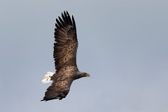 Seeadlder, Haliaeetus albicilla (8)