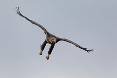 Seeadlder, Haliaeetus albicilla (9)