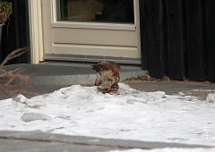 Sperber, Accipiter nisus (1)