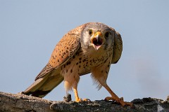 Turmfalke, Falco tinnunculus (1)