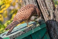 Turmfalke, Falco tinnunculus (2)