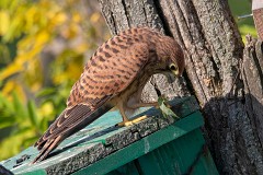 Turmfalke, Falco tinnunculus (3)