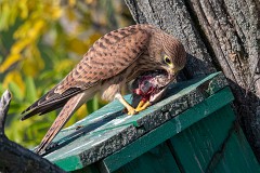 Turmfalke, Falco tinnunculus (4)