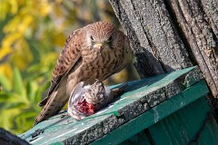 Turmfalke, Falco tinnunculus (5)