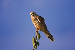 Turmfalke, Falco tinnunculus (6)