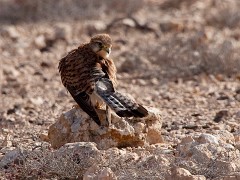 Turmfalke, Falco tinnunculus dacotiae (2)