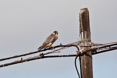 Wanderfalce, Falco peregrinus brookei (1)