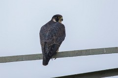 Wanderfalke, Falco peregrinus (1)