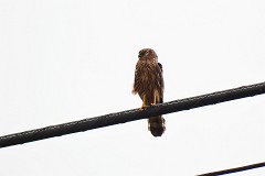 Wiesenweihe, Circus pygargus (2)