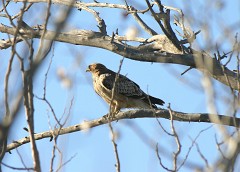 Zwergadler, Aquila pennata (2)