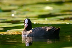 Bläßhuhn, Fulica atra (1)