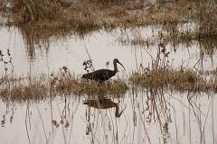 Brauner Sichler, Plegadis falcinellus (1)