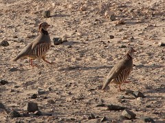 Felsenhuhn, Alectoris barbara (1)