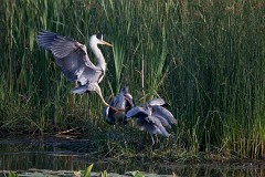 Graureiher, Ardea cinerea (1)