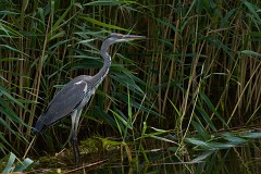 Graureiher, Ardea cinerea (10)