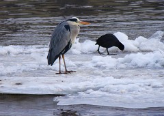 Graureiher, Ardea cinerea (11)