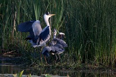 Graureiher, Ardea cinerea (2)