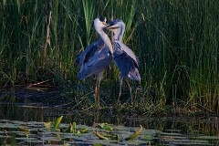 Graureiher, Ardea cinerea (3)