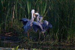 Graureiher, Ardea cinerea (4)