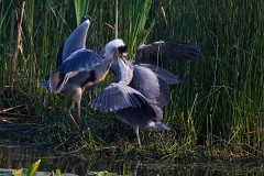 Graureiher, Ardea cinerea (5)